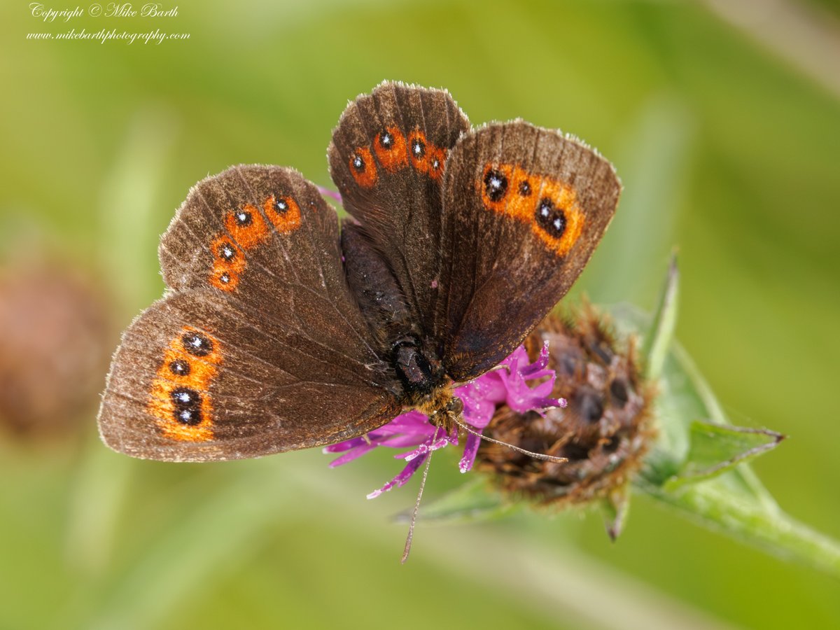mikebarthbirdin's tweet photo. Clouded Yellow &amp; Scotch Argus yesterday in Lancs and Cumbria respectively with @ArthriticPeak 

#CloudedYellow  #MigrantButterfly #ButterfliesOfTheUK #ButterflyMigration   #ScotchArgus  #ScottishButterflies #CumbriaWildlife  #Butterflies #ButterflyPhotography #BritishButterflies https://t.co/mM89pUDP5O