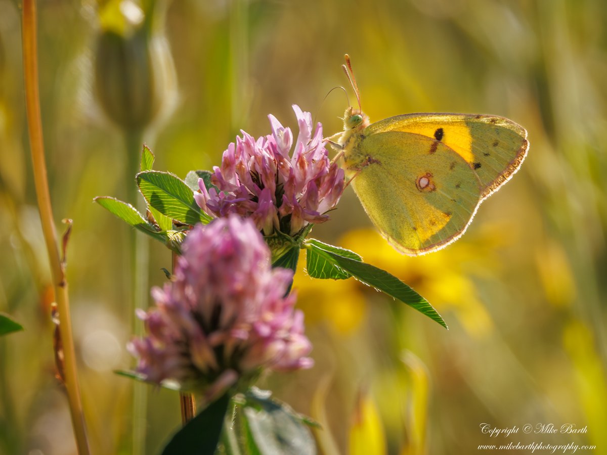 mikebarthbirdin's tweet photo. Clouded Yellow &amp; Scotch Argus yesterday in Lancs and Cumbria respectively with @ArthriticPeak 

#CloudedYellow  #MigrantButterfly #ButterfliesOfTheUK #ButterflyMigration   #ScotchArgus  #ScottishButterflies #CumbriaWildlife  #Butterflies #ButterflyPhotography #BritishButterflies https://t.co/mM89pUDP5O