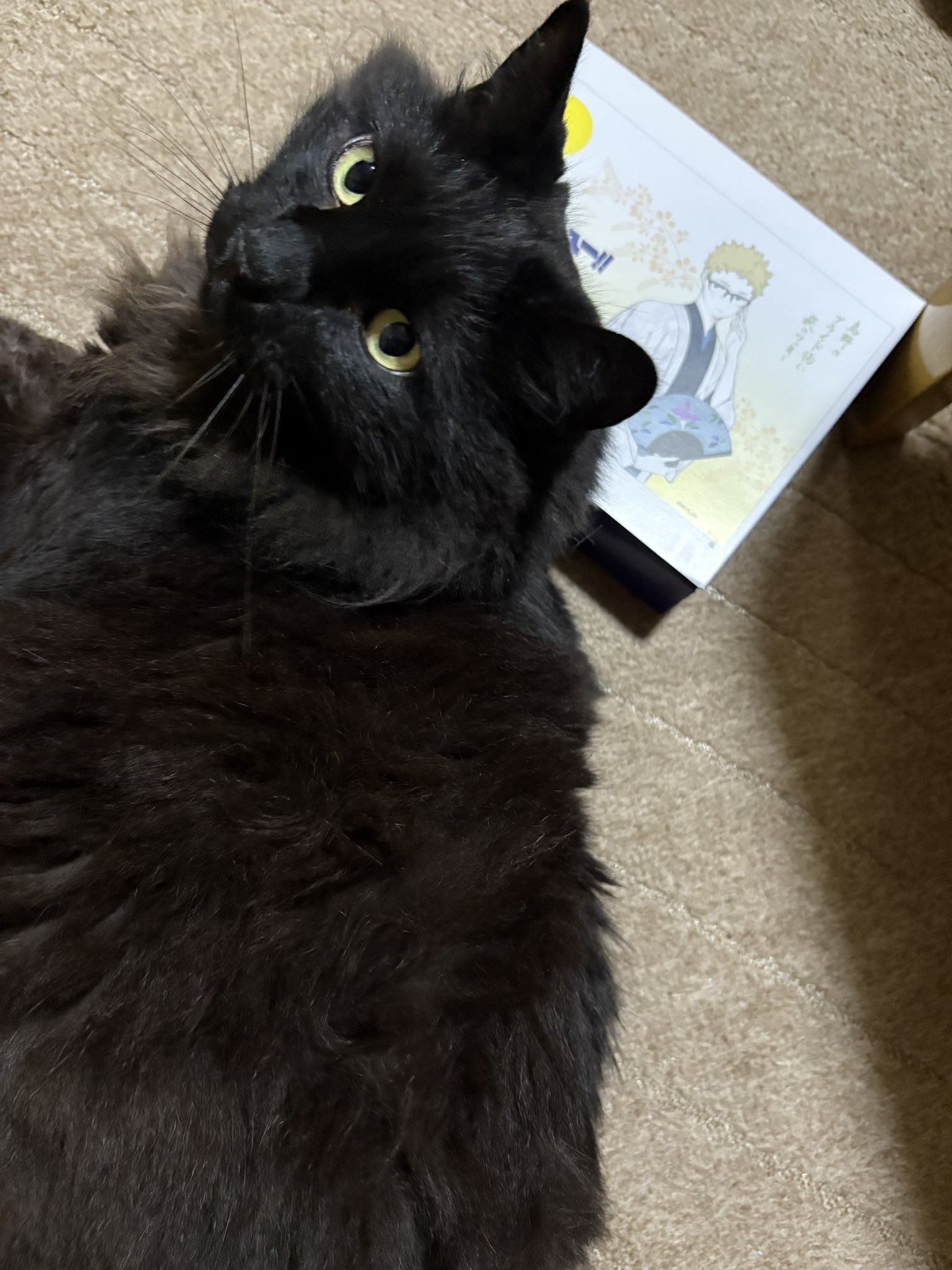 黒猫のジジ on X: 