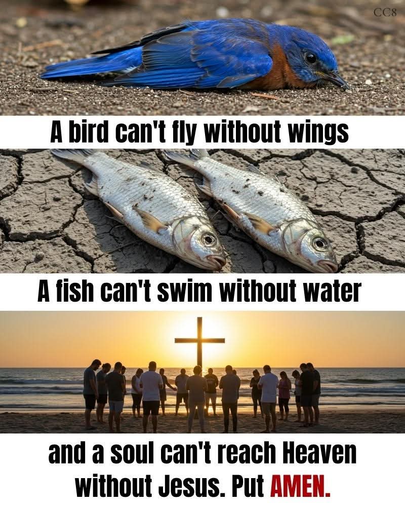 thompsonb2569's tweet photo. A bird can't fly without wings. A fish can't swim without water. A life without God is meaningless. Only those that love God will put Amen. https://t.co/wRgVQASiCV