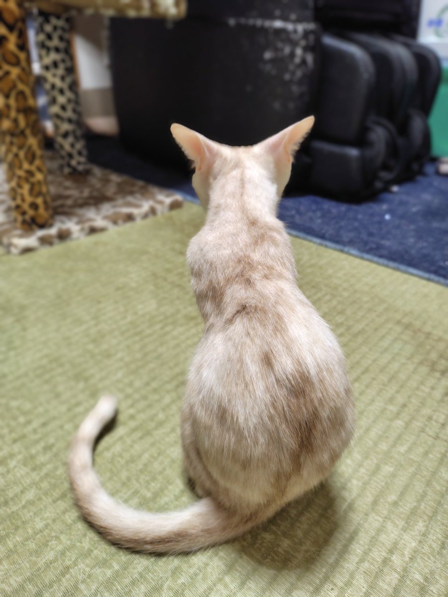 後ろ姿で見る子猫たち。
1枚目から、
ホイップ（白茶ぶち♂）
あん（サビ♀）
ピーナッツ（茶トラ♂）
マーガリン（白茶まだら♂）
#里親様募集中です！！