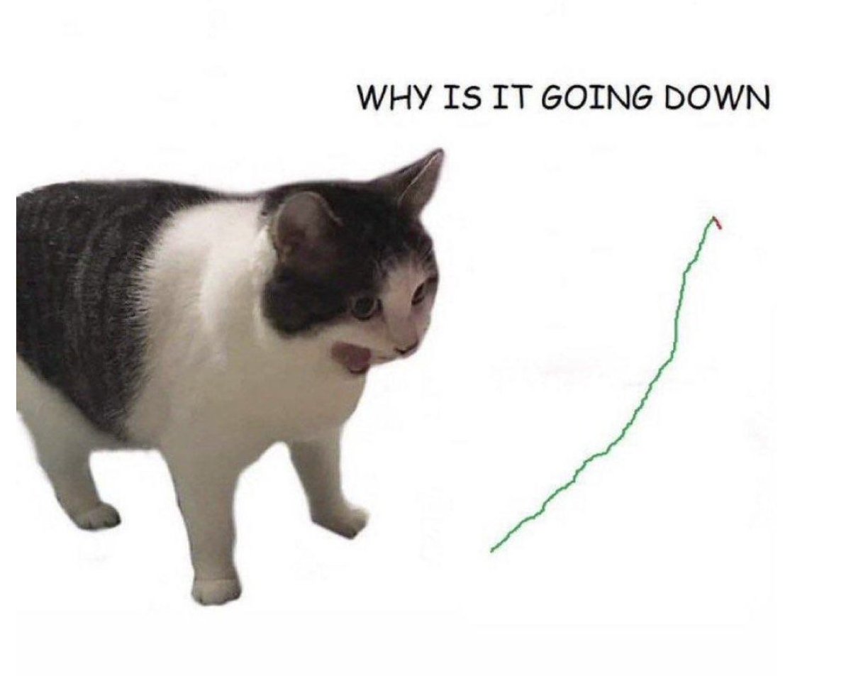 After 2x pump 
Some #catcoin investors