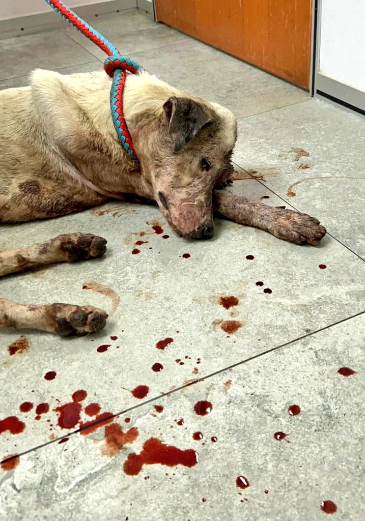 samantha_cavill's tweet photo. Hi onty onkle, nama saya Teddy. Saya stray dog. No place to call home. No people to love me. Tapi kak linda rescue saya waktu saya perlukan pertolongan

Onty onkle blh bantu derma untk saya? Untk bayar bil vet dan boarding saya nanti. Supaya saya takkan dilukakan mcm tu lagi https://t.co/0ueFz87qp2