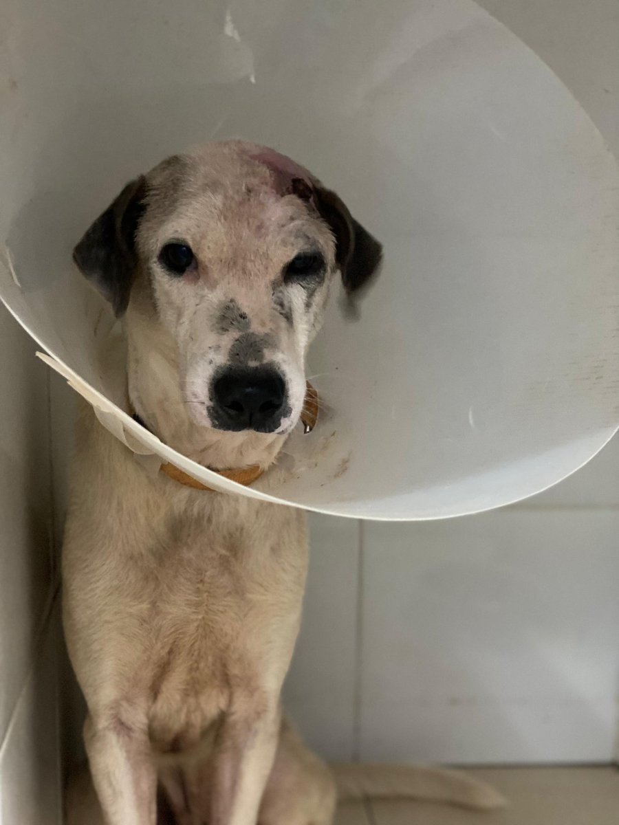 Hi onty onkle, nama saya Teddy. Saya stray dog. No place to call home. No people to love me. Tapi kak linda rescue saya waktu saya perlukan pertolongan

Onty onkle blh bantu derma untk saya? Untk bayar bil vet dan boarding saya nanti. Supaya saya takkan dilukakan mcm tu lagi
