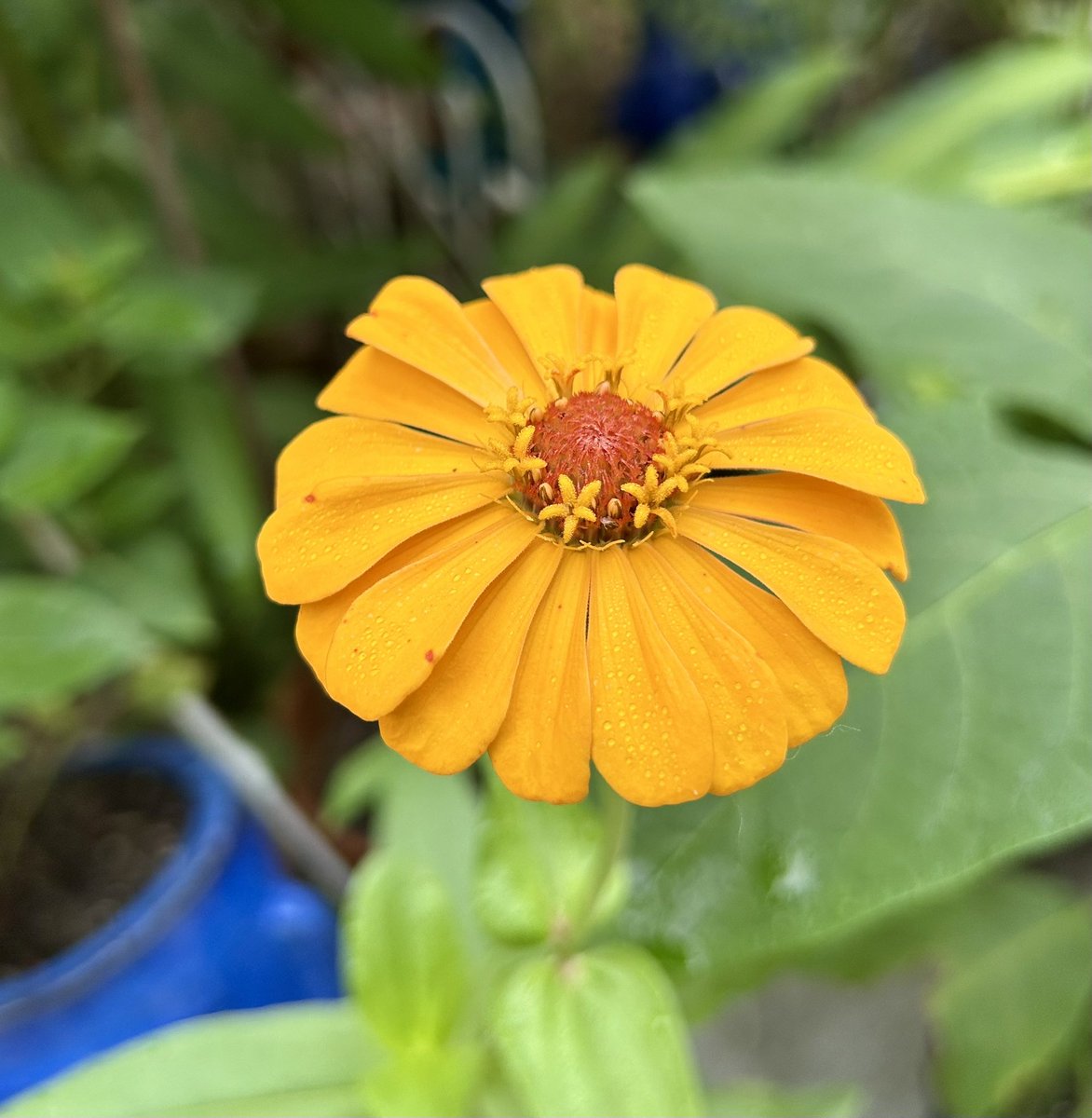 #SundayYellow is the simple perfection of the zinnia flower. Not only does it start out a beautiful flower but then the fairy 🧚 ring of teeny tiny flowers appear 😍🌱

#Flowers #Gardening #Plants #GYO #GulfOfMexico #Summertime #FlowerReport #Zinnias