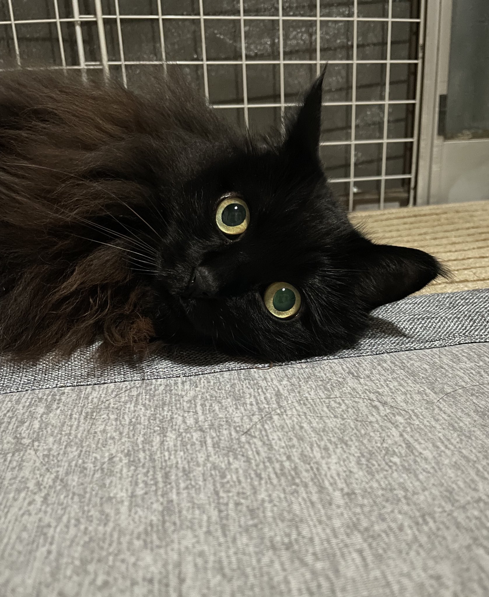 黒猫様♡ありがとうございます♡ 黒猫こはく on X: 
