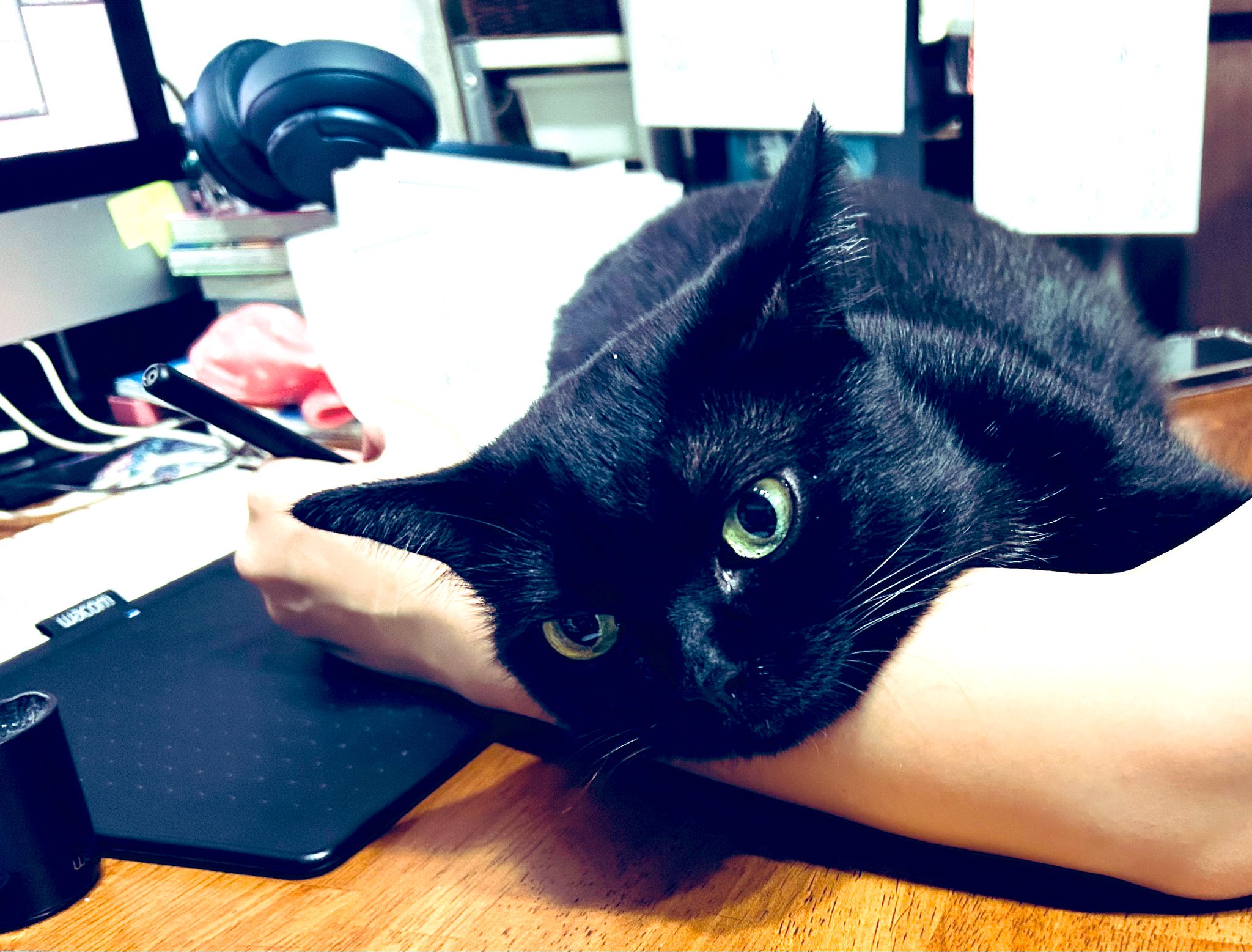 黒猫様♡ありがとうございます♡ masumi on X: 