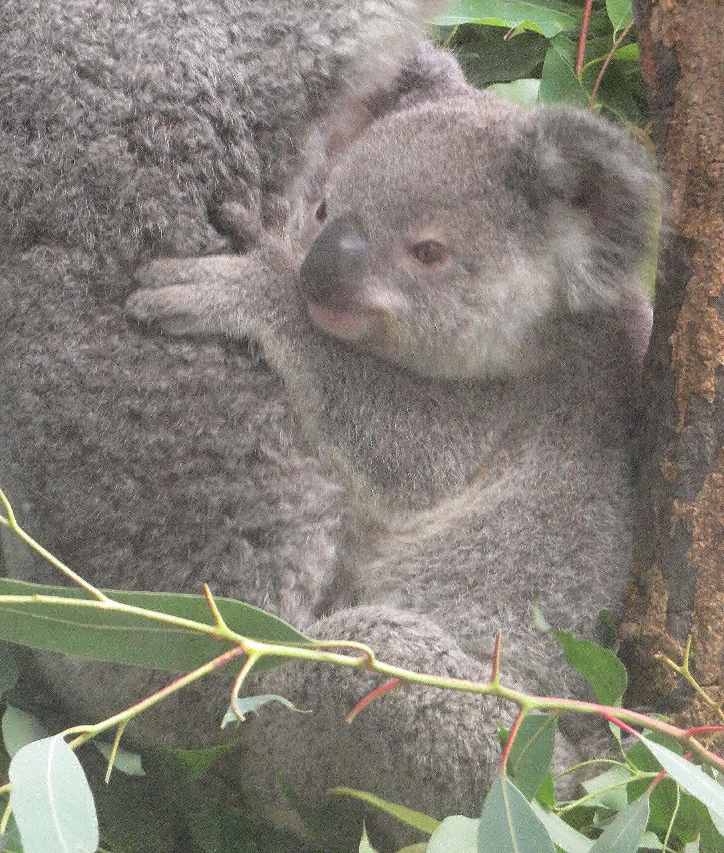 yasijun🐨🐨🐨コアラーイラストレーター on X: 
