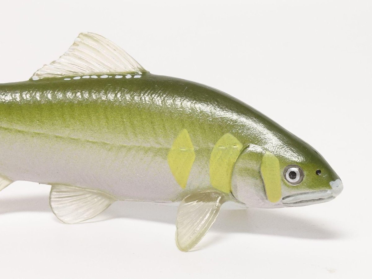 けいきものページ いっちー@ﾈｲﾁｬｰﾌｨｷﾞｭｱ (@aquarium_ninja) / X