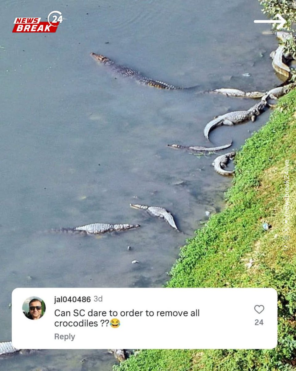 NewsBreak24Live's tweet image. Vadodara now hosts 442 crocodiles, making their way from the Vishwamitri river into roads, colonies, and residential areas. Experts warn the city’s growing crocodile population poses rising risks for residents.

#Vadodara #CrocodileAlert #Wildlife #UrbanWildlife #VishwamitriRiver