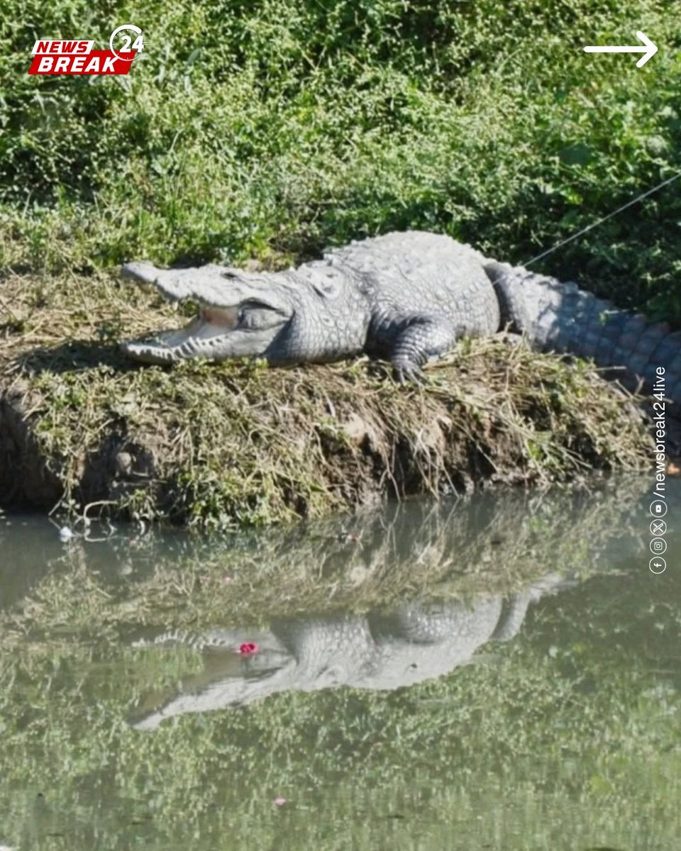 NewsBreak24Live's tweet image. Vadodara now hosts 442 crocodiles, making their way from the Vishwamitri river into roads, colonies, and residential areas. Experts warn the city’s growing crocodile population poses rising risks for residents.

#Vadodara #CrocodileAlert #Wildlife #UrbanWildlife #VishwamitriRiver