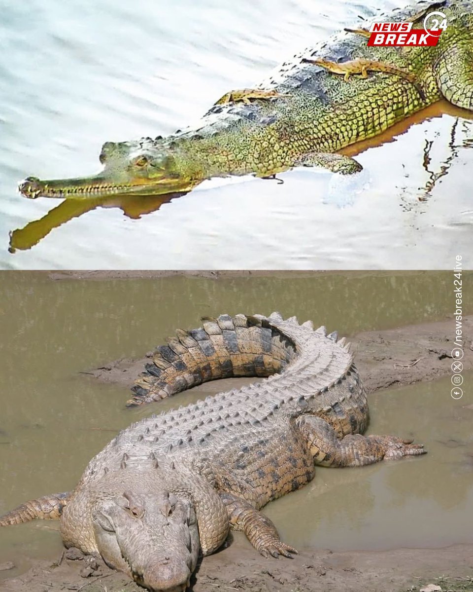 NewsBreak24Live's tweet image. Vadodara now hosts 442 crocodiles, making their way from the Vishwamitri river into roads, colonies, and residential areas. Experts warn the city’s growing crocodile population poses rising risks for residents.

#Vadodara #CrocodileAlert #Wildlife #UrbanWildlife #VishwamitriRiver