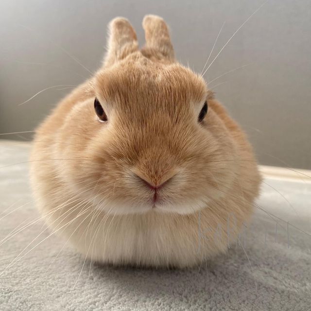 우린 분명히 정모하려 했는데 갑자기 토끼를 키웠어. 디가 좋아하더라구~