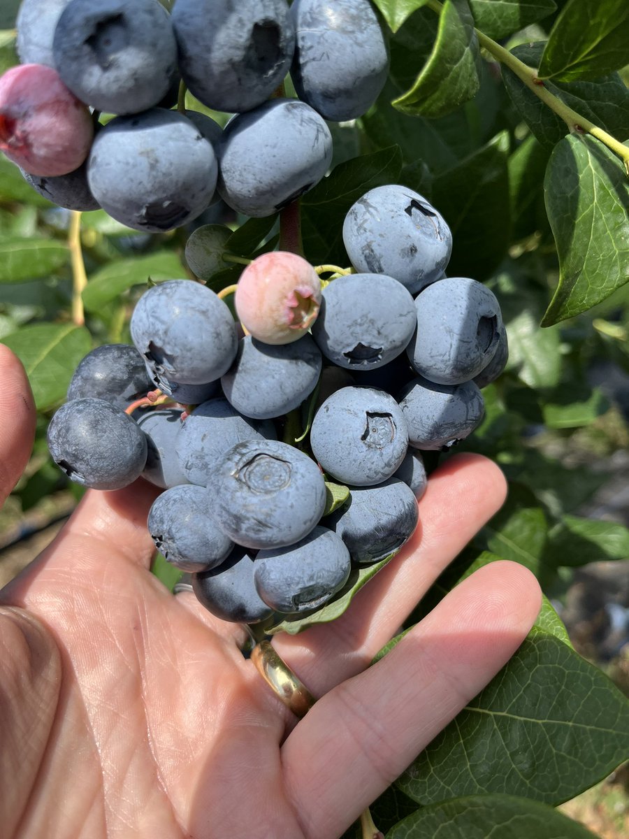 Harry Wallop tweet media