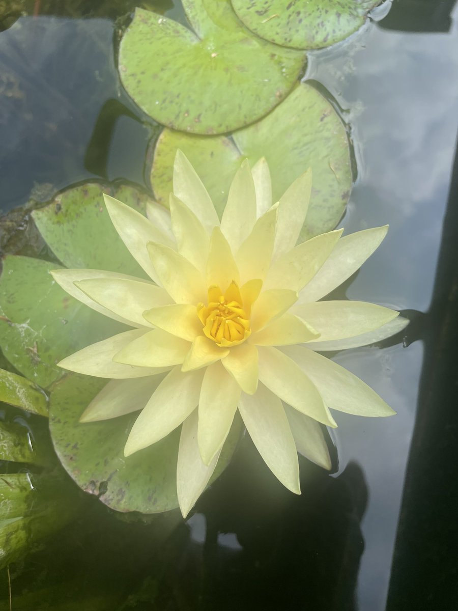 Texas Dawn Water Lily.
