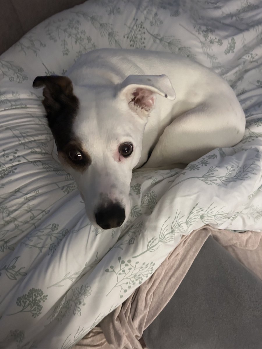 _Randumb_'s tweet photo. @DetDeckard the smartest thing that this creature can do is ringing a bell when he needs to go outside 

other than that there are absolutely 0 thoughts behind those eyes https://t.co/KzMsyUywa8