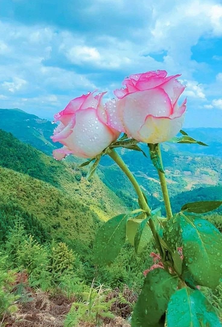 إذا صبرت ، اصبر بلا شكوى
إذا هجرت ، اهجر بلا أذى
إذا صفحت ، اصفح بلا عتاب
فالله وصفها كلها بالجمال.