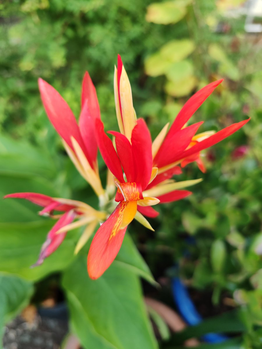 Fleur de canna indica. Je vais essayer de récupérer les graines cette année pour en planter d'autres et éventuellement consommer son rhizome qui était un légume très consommé jadis en Amérique du Sud.