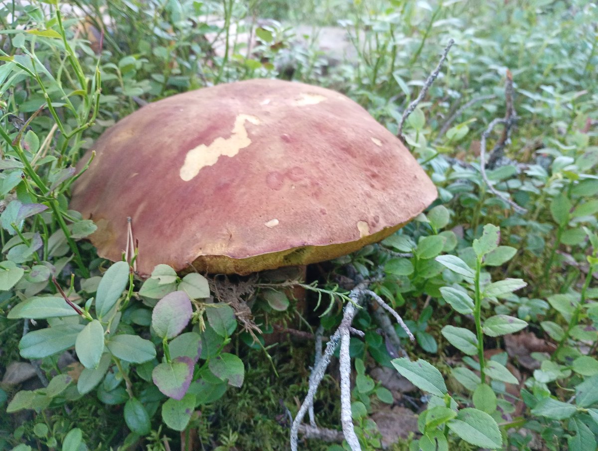 Loving the view from our tent in Sweden @naturetravelsltd with a peaceful night and bilberry porridge for breakfast.