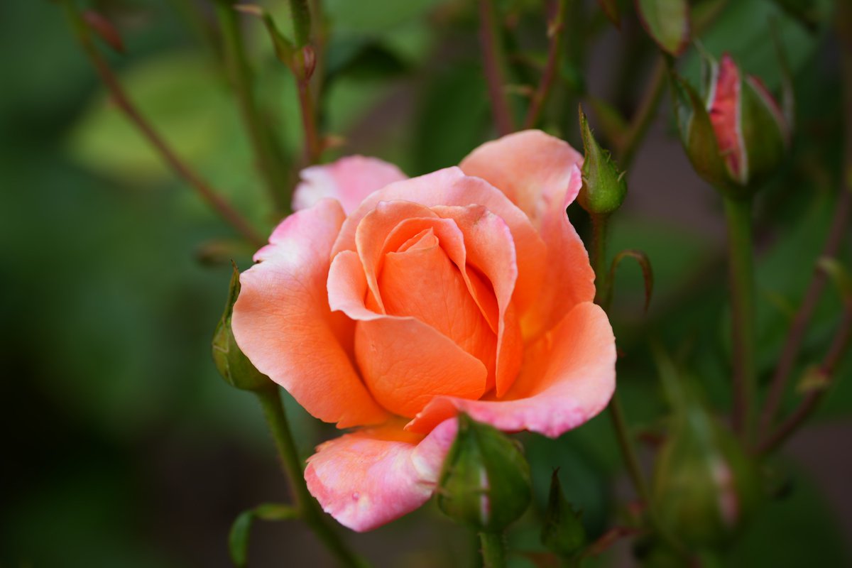 #写真好きな人と繋がりたい
#TLを花でいっぱいにしよう 
#仙台農業園芸センター