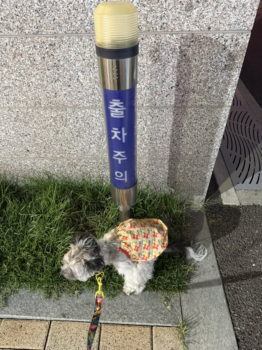 연근🐼 (@__butlotusroot) on Twitter photo 