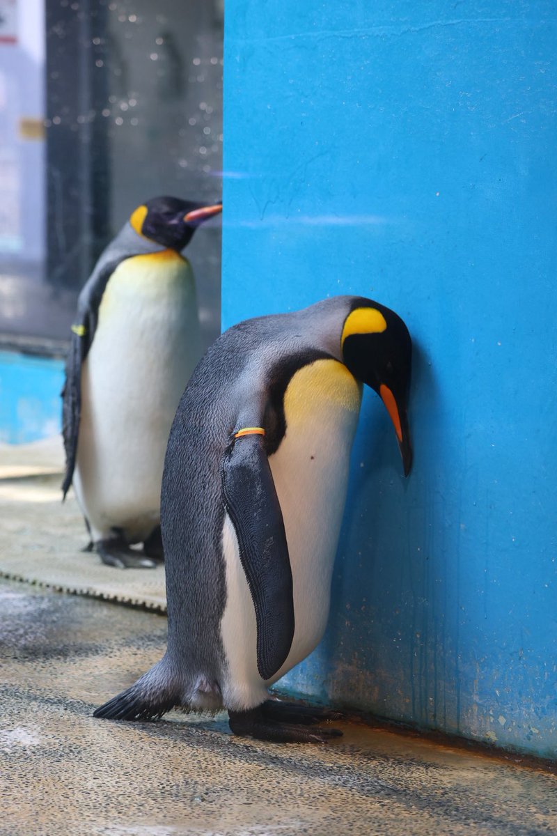 ペンギンちゃん 土日休み　 楽天市場】ニードルフェルトでつくるコウペンちゃん ハマナカ