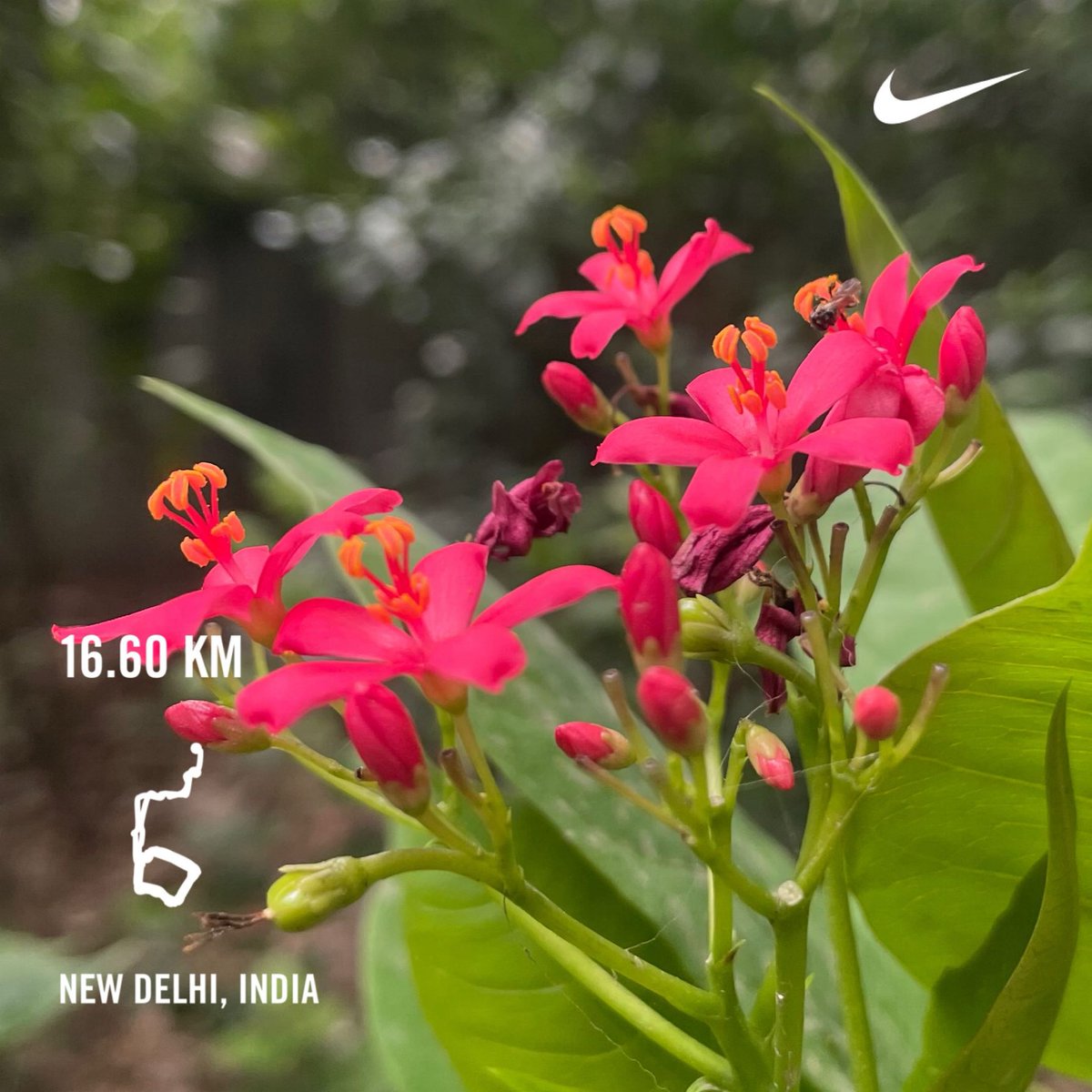 harminderharry's tweet photo. 16.60 kilometres with Nike Run Club
RunStreakDay 3714 of #runningstreak 
Day66 of #100daysofrunningchallenge2025 #HDOR #100daysofrunning 
#run #running #nrc #nrcindia #garmin #beatyesterday #20250630 #202506 #2025 #h_art #park #virsavarkarpark #punjabibagh #newdelhi https://t.co/ACbwlPSmpX