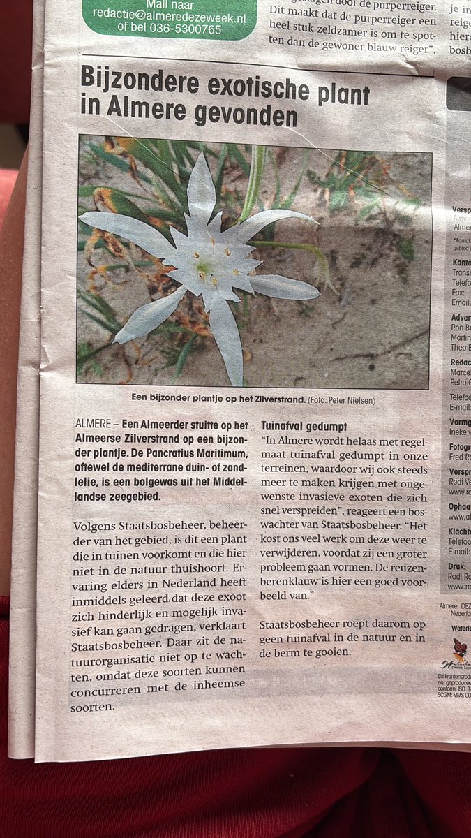 Bijzondere exotische plant in #Almere gevonden.