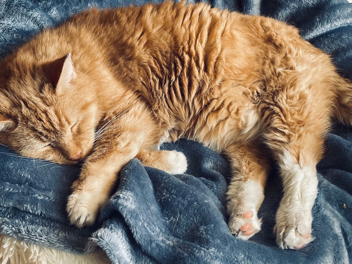 MrFluffytoes's tweet photo. Mumzy has told me that I’m the bestest boy in the whole wide world
I was going to keep it to myself this #catboxsunday but then I thought….. no, I’d better let #CatsOfTwitter know at least
#BestestBoy
🐯🧡🐾 https://t.co/sBxBhbzDdz