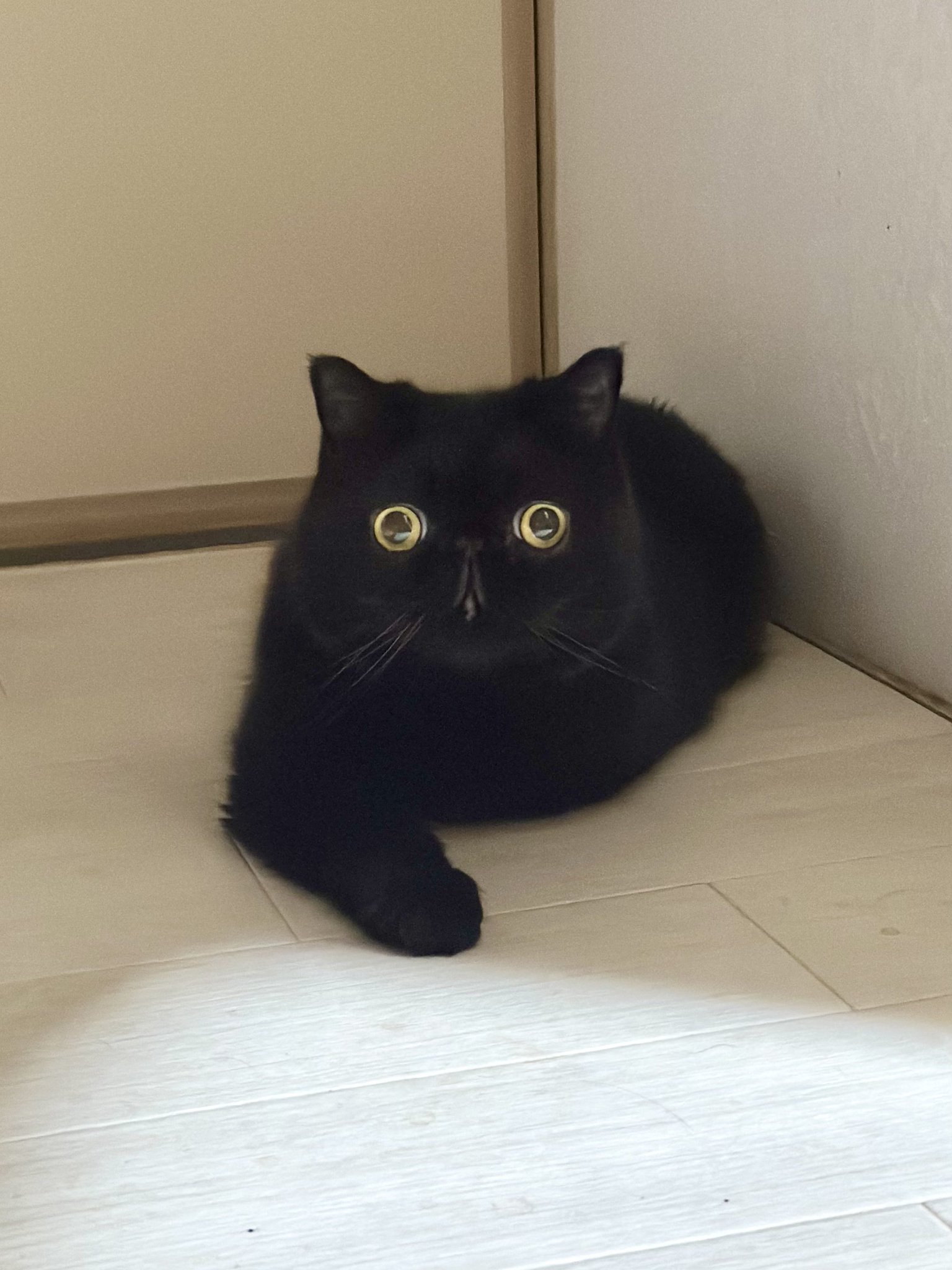 黒猫ちぃ しぃちゃん on X: 