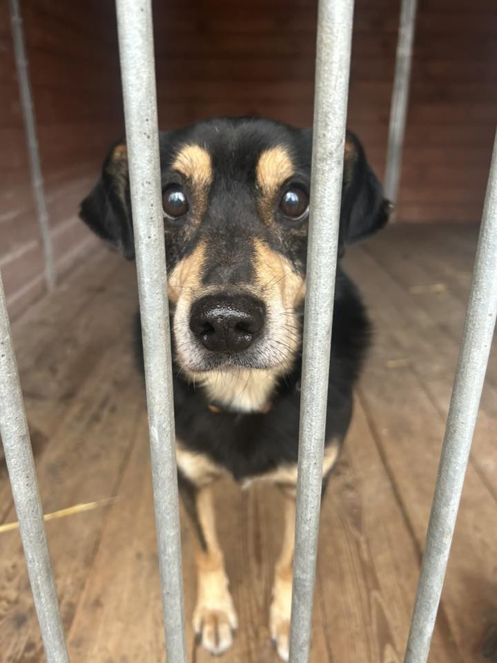 GUMIŚ🐶🙏🏡🆘"Ciociu ja chyba muszę tu zostać na zawsze…😢💔" Nikt nie dzwoni w sprawie tego skrzywdzonego Serduszka😭Ten cudowny psiak ma ok. 9 lat,waży ok. 13 kg. Proszę o RT🙏
535-135-757 (proszę o SMS) 
Biuro schroniska Kalisz 627-513-525