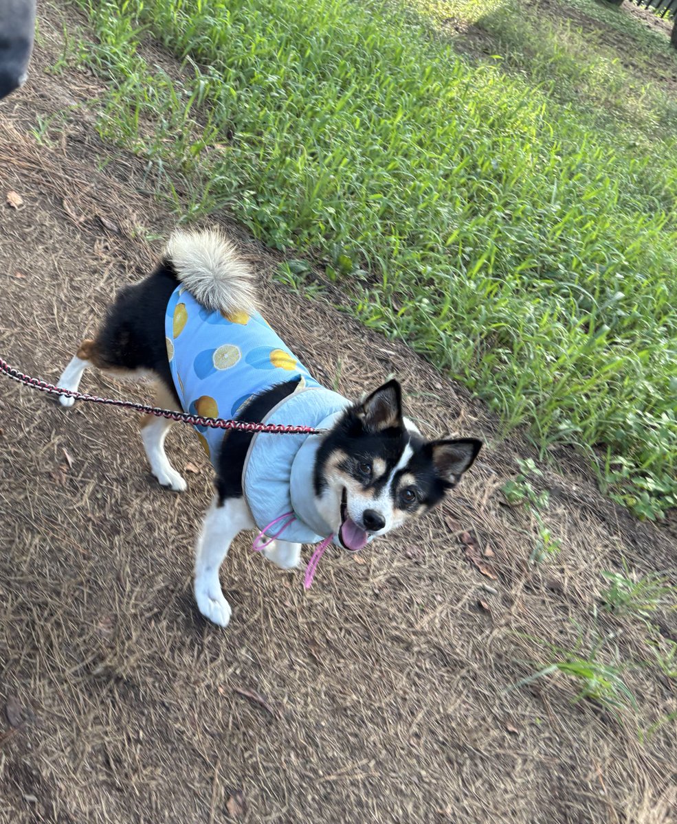 乙女ちゃん地方
最高気温叩き出してる地域ですが
毎日たくさん食べてます😆
