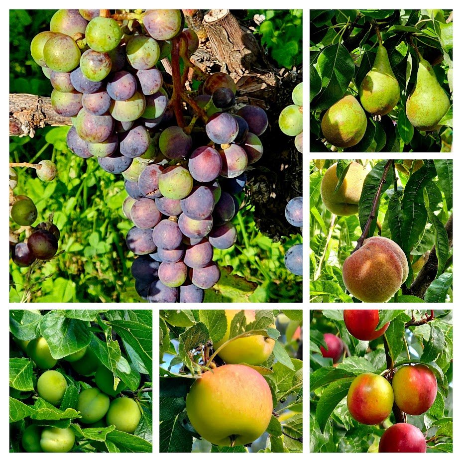 A very promising harvest even this year!

The #Nature is gooooood!