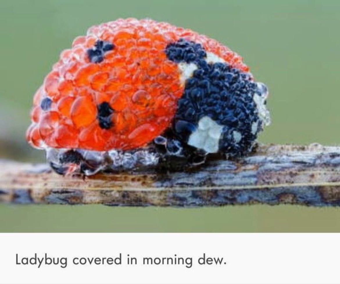 ⚔️🎀 𝔉𝔦𝔞𝔡𝔥 🎀⚔️ tweet media