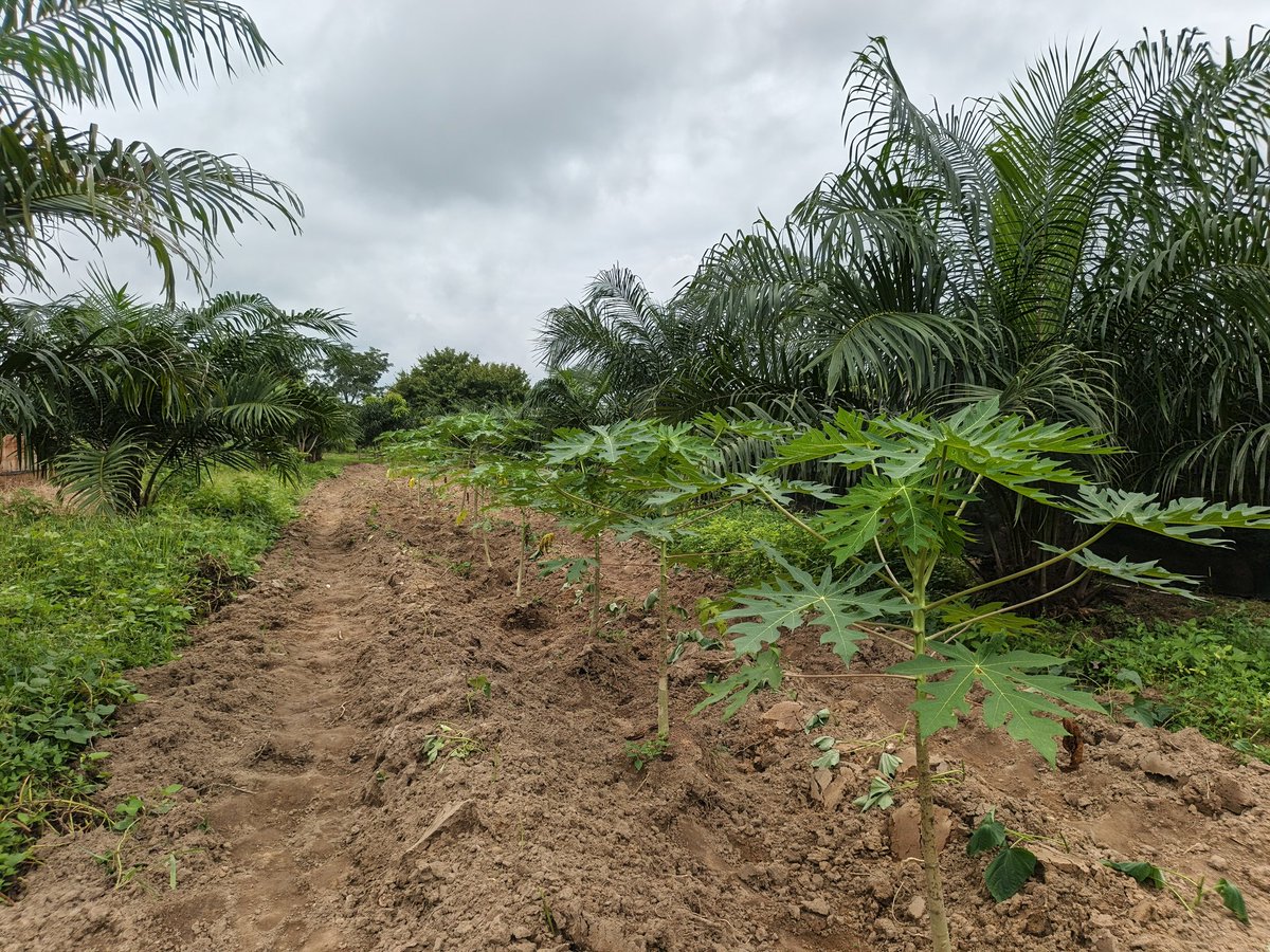 RetsonTedheke01's tweet photo. #NFGCSFARMESTATE: To Create a Medium Term Income to help Cover for The Time it Will Take for The Grapevines to Be Ready, We Are Planting Pawpaw!
So Far 100 Pawpaw Have Been Planted and We Will Observe This For 18months before We Go in Fully.
Sustainable and Profitable Agriculture is the Future and @NFGCSFarmEstate is Learning from the past and focusing on what works!
Nigeria Works When Nigeria Farms!