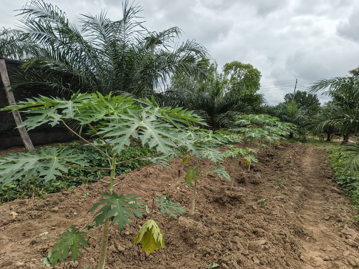 RetsonTedheke01's tweet photo. #NFGCSFARMESTATE: To Create a Medium Term Income to help Cover for The Time it Will Take for The Grapevines to Be Ready, We Are Planting Pawpaw!
So Far 100 Pawpaw Have Been Planted and We Will Observe This For 18months before We Go in Fully.
Sustainable and Profitable Agriculture is the Future and @NFGCSFarmEstate is Learning from the past and focusing on what works!
Nigeria Works When Nigeria Farms!