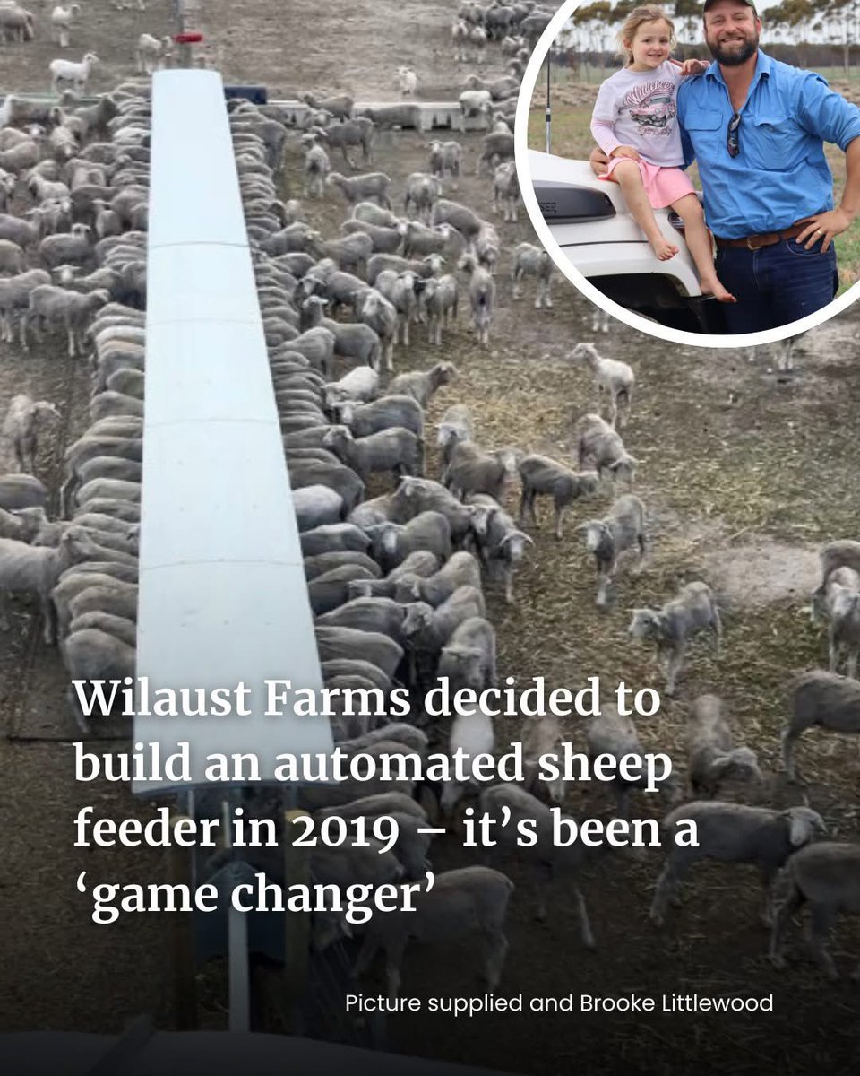 In 2019, Coomalbidgup farmer Tihan Giliomee was spending about three hours a day feeding sheep – right in the middle of seeding. He realised the system wasn't working and came up with a plan to automate it. Saving on time, labour and money.

farmweekly.com.au/story/9041791/