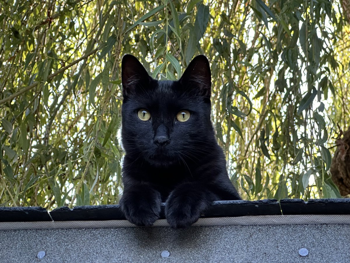 elaine_shannan's tweet photo. Our gorgeous little panther Barney #BlackCatAppreciationDay #thescratchingpost https://t.co/0802xgnwCf