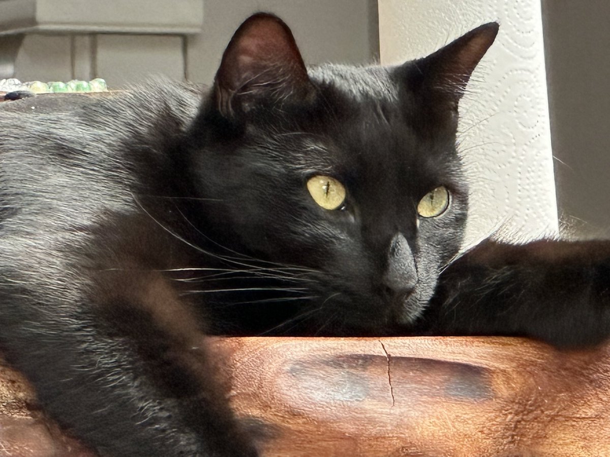 elaine_shannan's tweet photo. Our gorgeous little panther Barney #BlackCatAppreciationDay #thescratchingpost https://t.co/0802xgnwCf