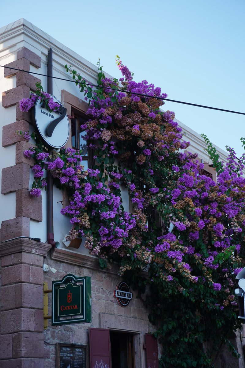 hicretsbr51's tweet photo. Cunda evleri 🌺 https://t.co/6fGjHnQN5F