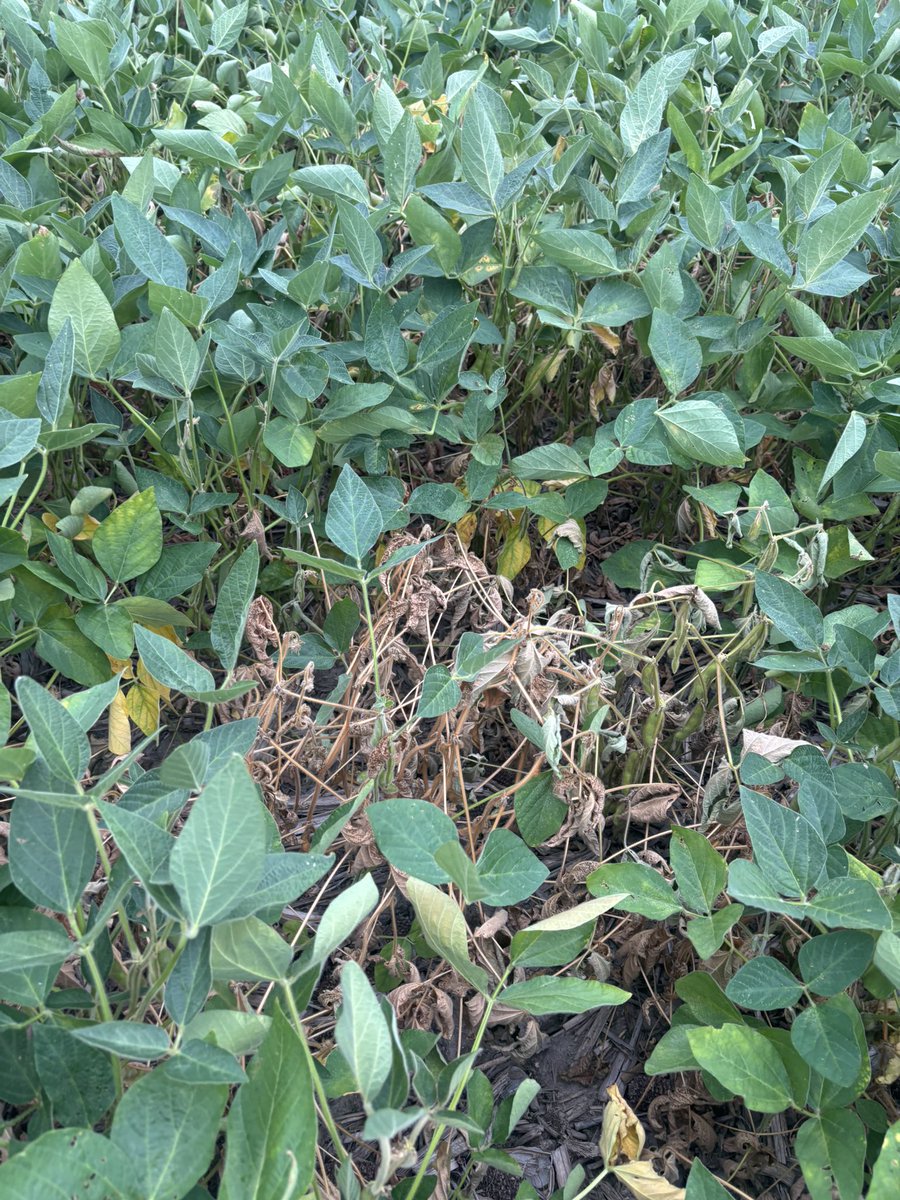 Dean Patterson v1.0.0🇨🇦 tweet media