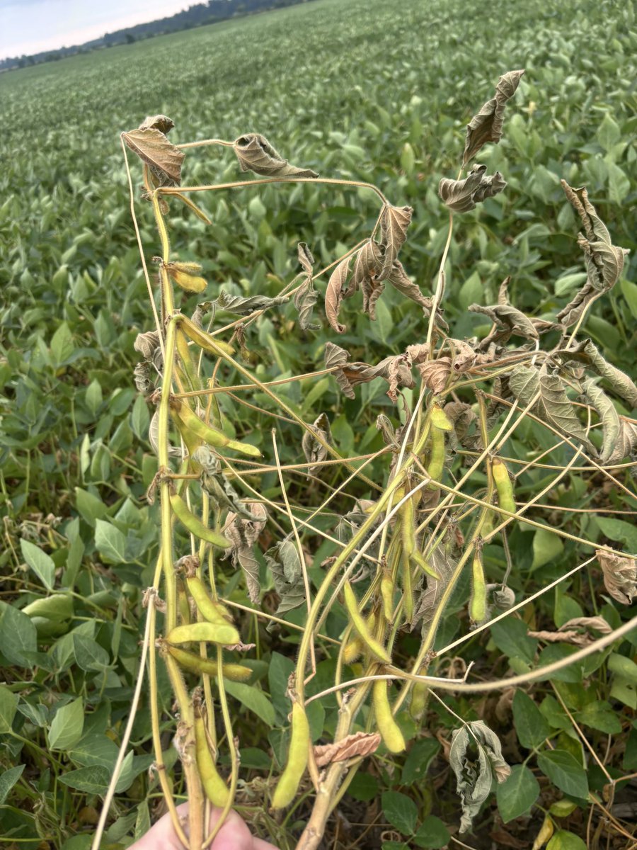 Dean Patterson v1.0.0🇨🇦 tweet media