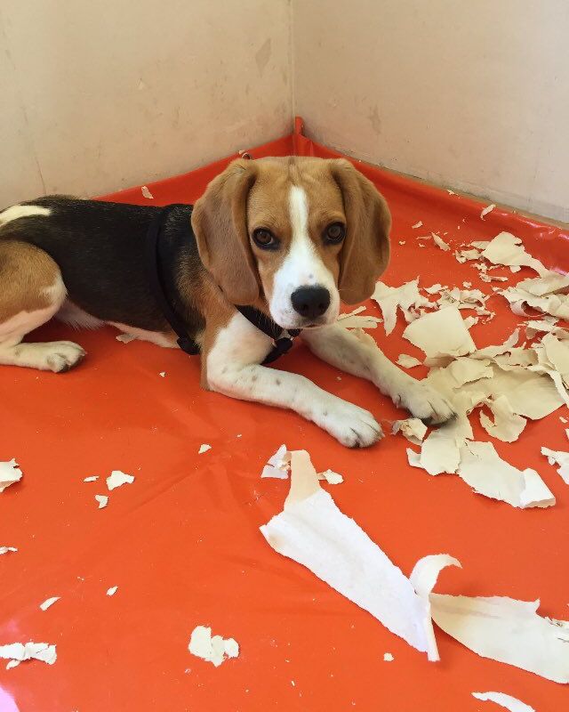 beaglefacts's tweet photo. The adorable face of the #beagle is well-suited to distracting humans from the ramifications of a personality dedicated to the pursuit of mischief. #beaglefacts

📷 @mila_dewey / Twitter https://t.co/CJaXvWAyVX