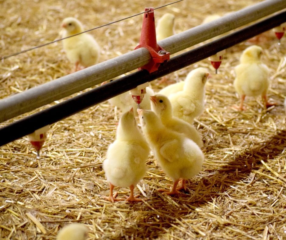 Clark Ag Systems (@clarkagsystems) on Twitter photo 💧🐔 Chickens can drink up to 2x more water than feed—especially in the heat!
Hydration = better health, digestion & egg production.
Check those water lines! 
#PoultryTip #ClarkAgSystems 💧🐔 Chickens can drink up to 2x more water than feed—especially in the heat!
Hydration = better health, digestion & egg production.
Check those water lines! 
#PoultryTip #ClarkAgSystems