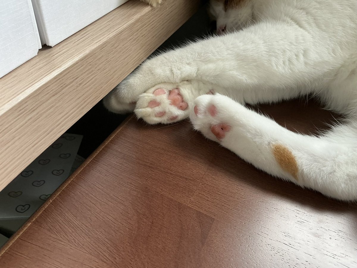 봄이 오른쪽 귀에 검정색 털이 한올 더 생기고, 뒷발에 하나 있던 점이 앞발에 하나 더 생겼다. 우리집에서 제일 건강한 생명체. 이렇게 조금씩 천천히 늙어갔음 좋겠다. 우리랑 같이