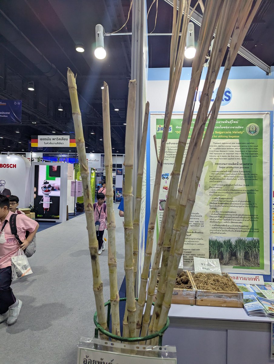 カノムチンという発酵米麺、KK4（コンケンフォー）というサトウキビの新しい品種について説明する漫画を描きました。タイの科学技術博、国際農研さんのブースで公開しました！WEBサイトでの公開準備中です！