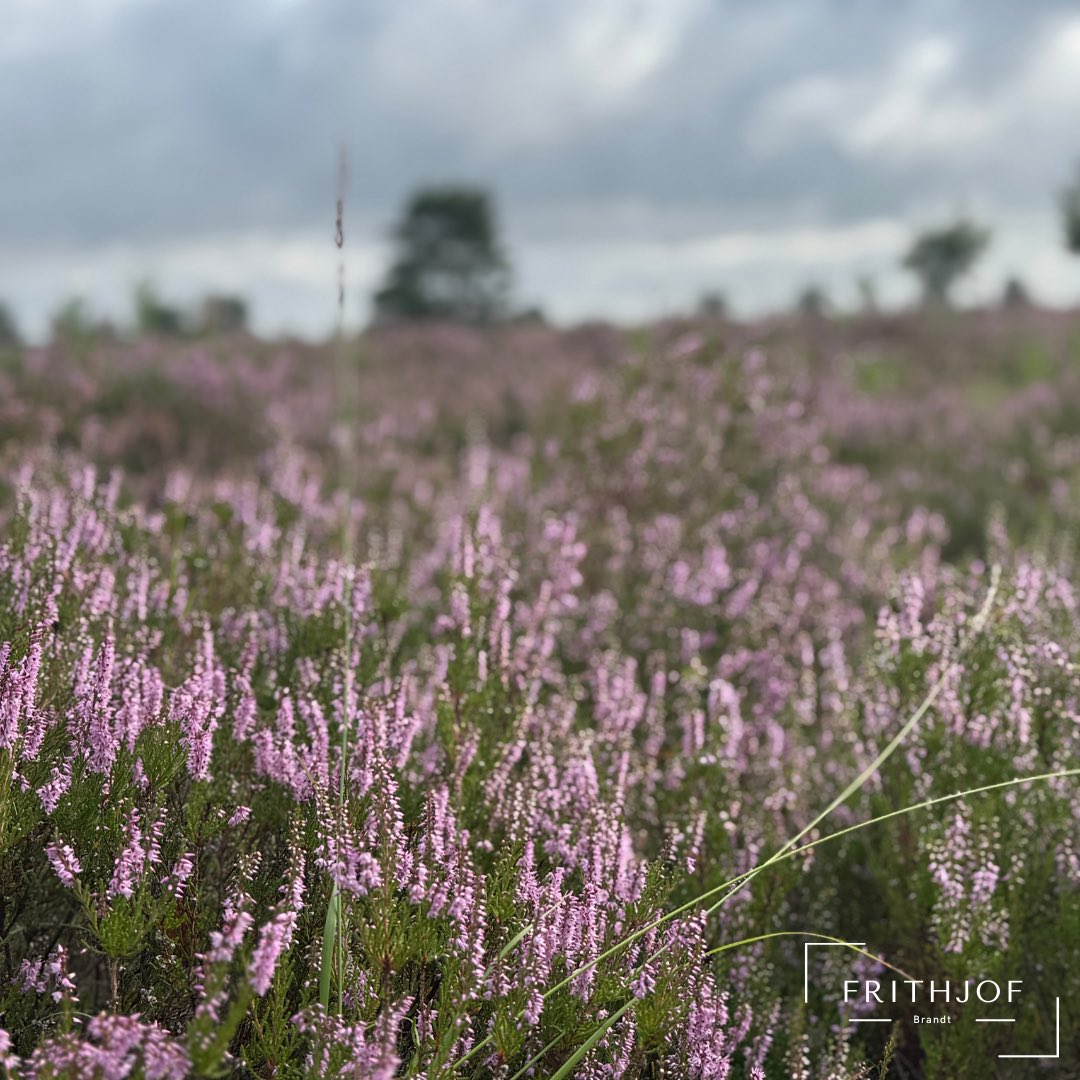 Frithjof_Brandt's tweet photo. ✨ Ausflugstipp: Die Töps-Heide bei Hanstedt ✨

Mitten in der Lüneburger Heide liegt ein echtes Naturjuwel: die Töps-Heide. 🌸 Hier erwarten dich endlose lila Blütenteppiche, weite Blicke und idyllische Plätze zum Innehalten. https://t.co/AYl7JihqD6