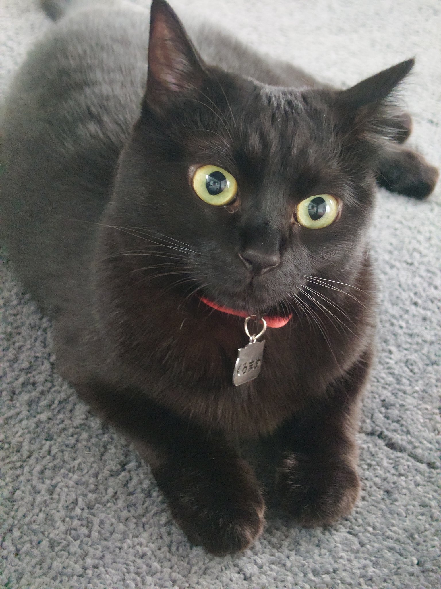 黒猫 GrtmRyDWcAAdkJY.jpg