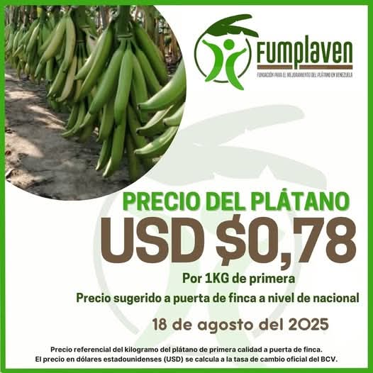 Precio referencial a puerta de finca para el kilogramo del Plátano bueno (de primera) en la semana que inicia mañana lunes 18 de agosto de 2025.

Fuente: FUMPLAVEN <a href="/FUMPLAVEN/">FUMPLAVEN</a>

#Venezuela #SurDelLago #ElVigia #Agricultura #Plátano #Precio #Fumplaven #AgroEconomía #CampoCafeCiudad