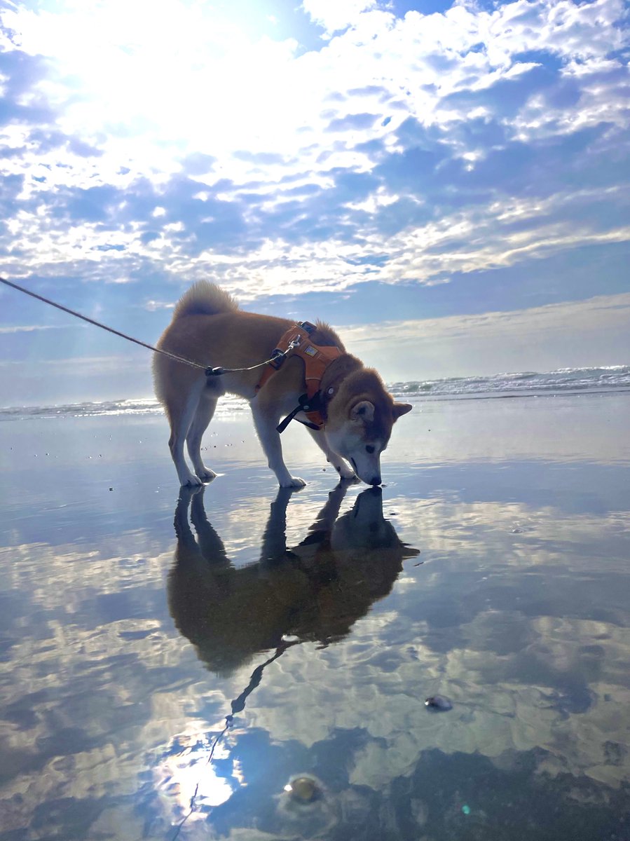 柴犬まめ (@sibainu_mame) on Twitter photo 